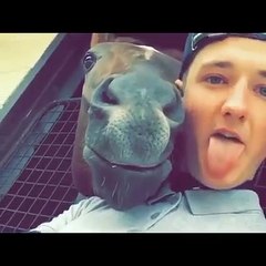 unny Animal Videos 2022  - Funniest Cats And Dogs Videos  TRY NOT TO LAUGH