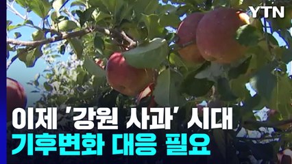 [더뉴스] 이제는 '강원도 사과'...군산에서는 '홍어 풍년' / YTN