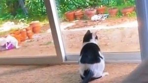 LUCU MENGGEMASKAN KUCING OREN