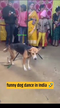 Funny dog dance in indian marriage| comedy video