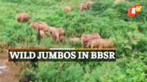 Bhubaneswar | Wild Elephant Herd Spotted Near Nandankanan Zoo