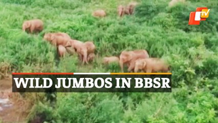 Bhubaneswar | Wild Elephant Herd Spotted Near Nandankanan Zoo