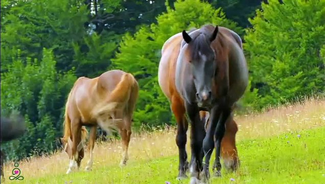 Soulagement efficace du stress avec une musique de piano relaxante Musique apaisante pour les nerfs