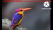 Most Beautiful Birds in the World|15 खूबसूरत पंछी