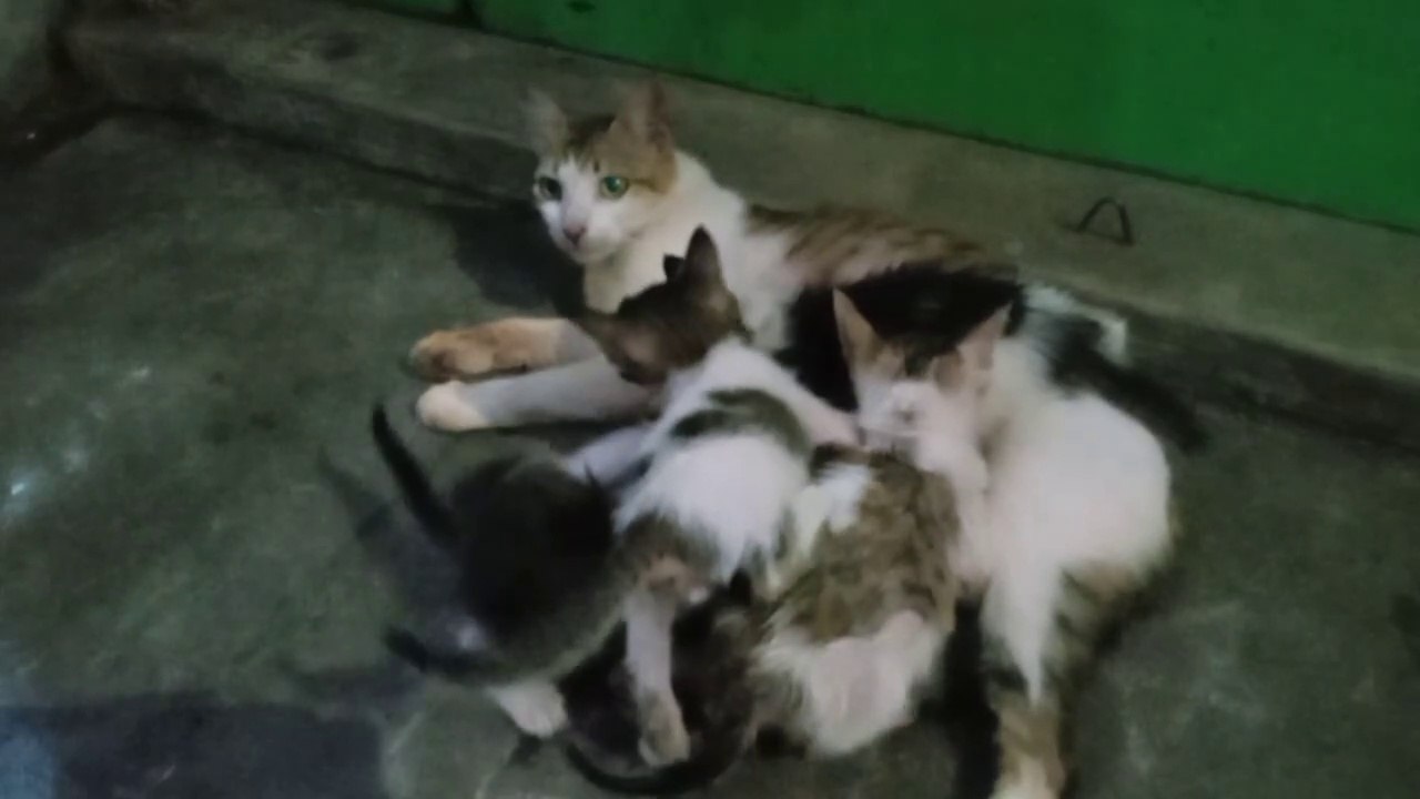 Cat and kittens