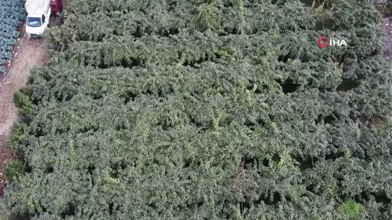 Mersin haberi! Mersin'de kivi hasadı başladı: Bir çok ülkeye ihraç ediliyor