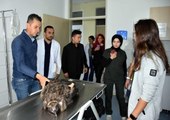 Kırıkkale gündem haberi | Kırıkkale'de kanadı kesilen akbaba rehabilitasyon merkezine gönderilecek