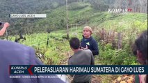 Pelepasliaran Harimau Sumatera di Gayo Lues