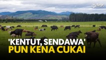 'Kentut, sendawa' pun kena cukai