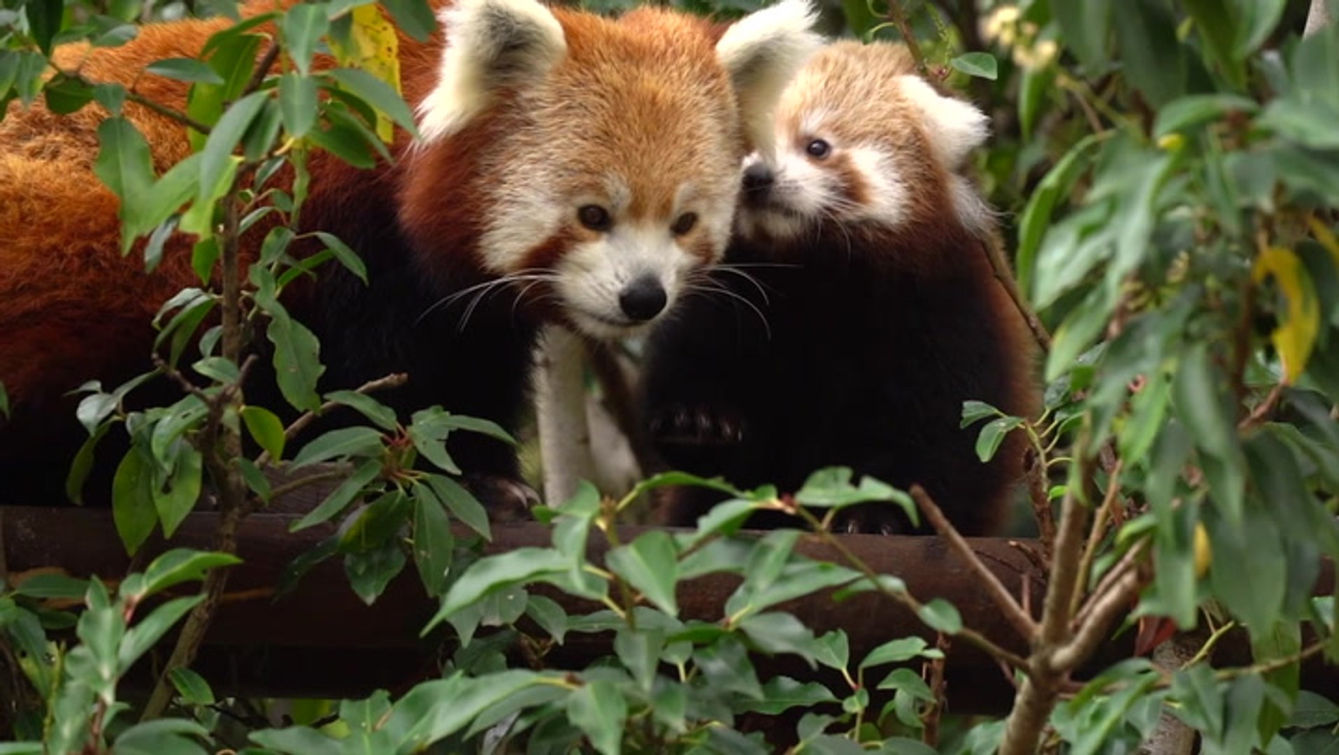 ⁣Endangered red panda cub takes first steps outdoors