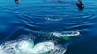 Espectaculares imágenes del rescate de una ballena atrapada en Canadá