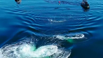 Espectaculares imágenes del rescate de una ballena atrapada en Canadá