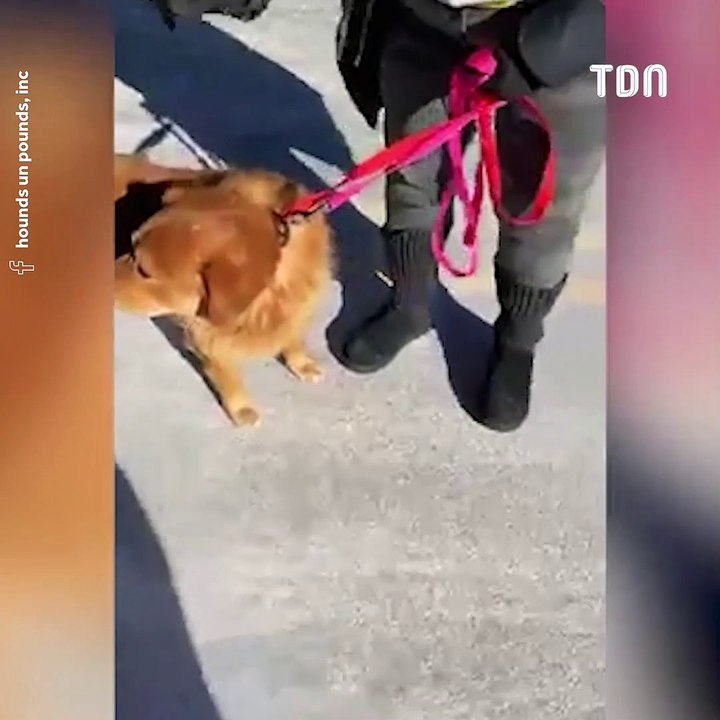 Un chien abandonné dans un parking ne peut s'empêcher de faire des câlins à son sauveur