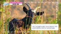 당뇨 예방, 혈당 조절에 탁월한 흑염소 속 ‘아라키돈산’ TV CHOSUN 221020 방송