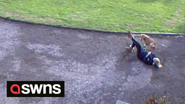 Amusing moment woman fell flat on her back after excitable golden retriever puppy charged into her