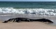 États-Unis : un alligator a été aperçu en train de prendre un bain de soleil sur une plage de Floride