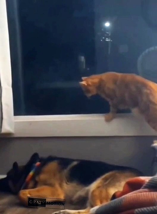 Funny cats....