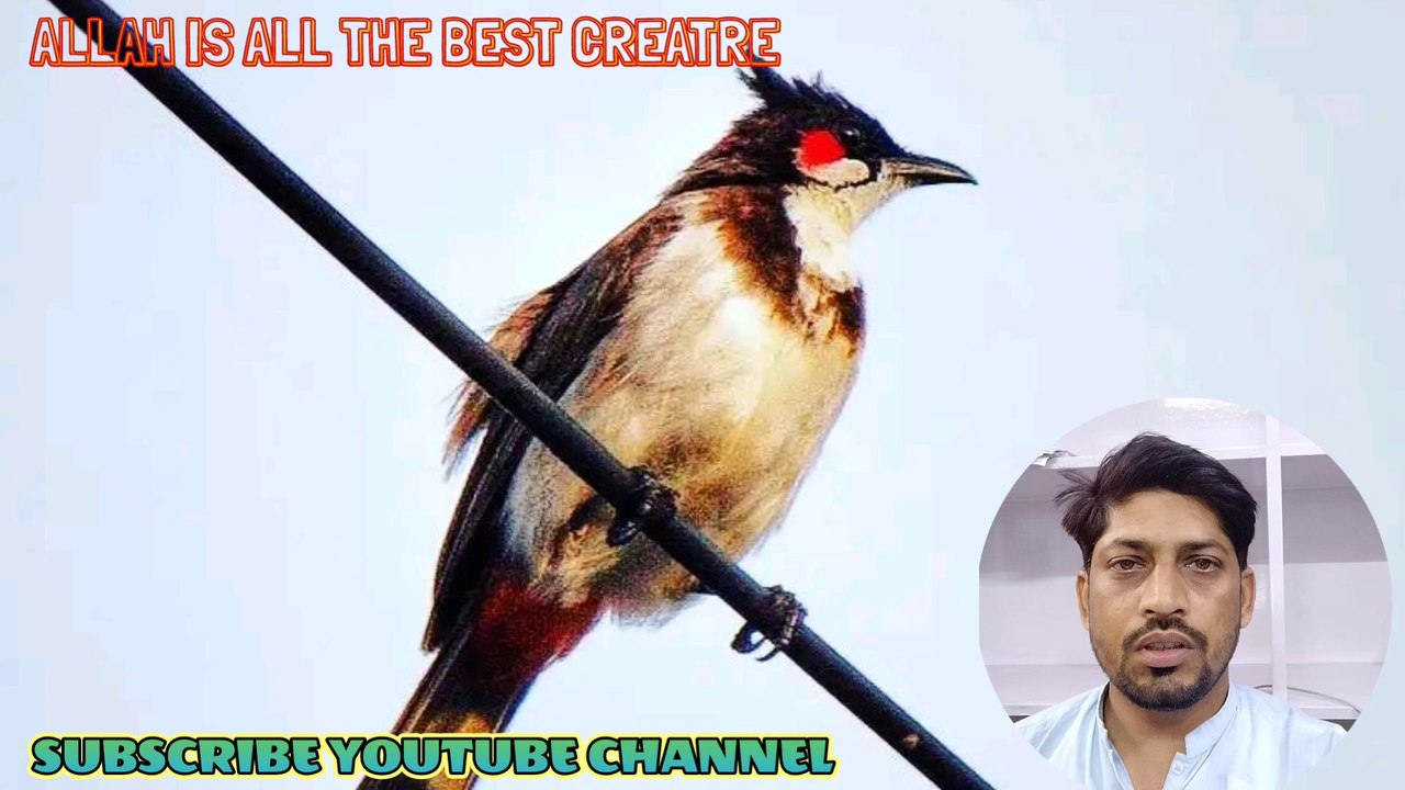 beautiful bird images II beautiful bird picture II beautiful animal