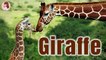 All About Giraffes for Kids: Giraffe Video for Children l Education & Fun for Kids l @ FreeSchool