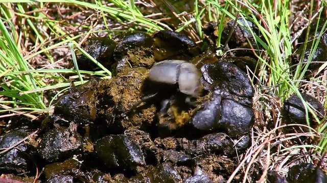 Absurd Planet - Se1 - Ep01 HD Watch HD Deutsch