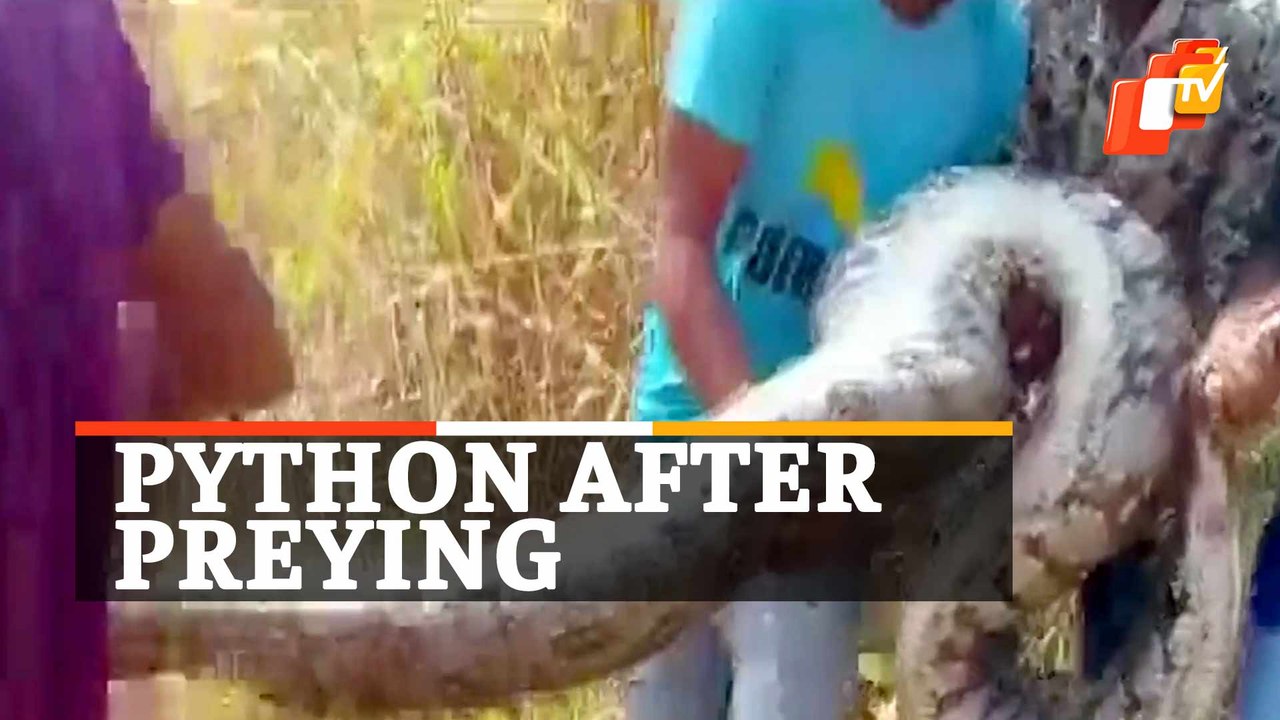 Giant Python Rescued From Field In Udaipur