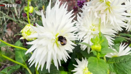 Bumblebees’ Vision and Memory Weakened by Weedkiller