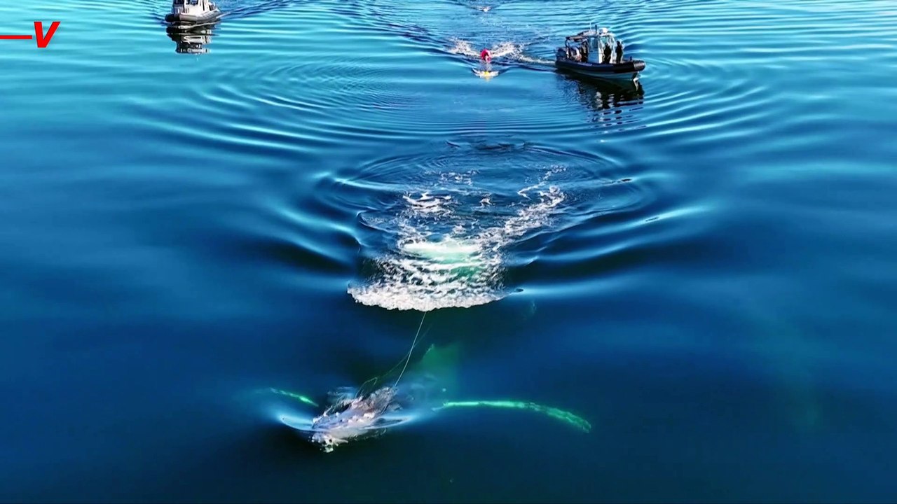 This Whale Was Rescued