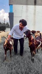 मुर्शाद का हुआ पचका || Murshad ka hua pachka || comedy ho gya murshad ka