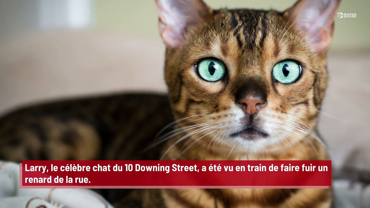 Larry, le chat du 10 Downing Street, aperçu en train de faire fuir un renard Vidéo Dailymotion