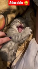 funny cats  Aww animals Wow animals#shorts #shortsfeed #youtubeshorts