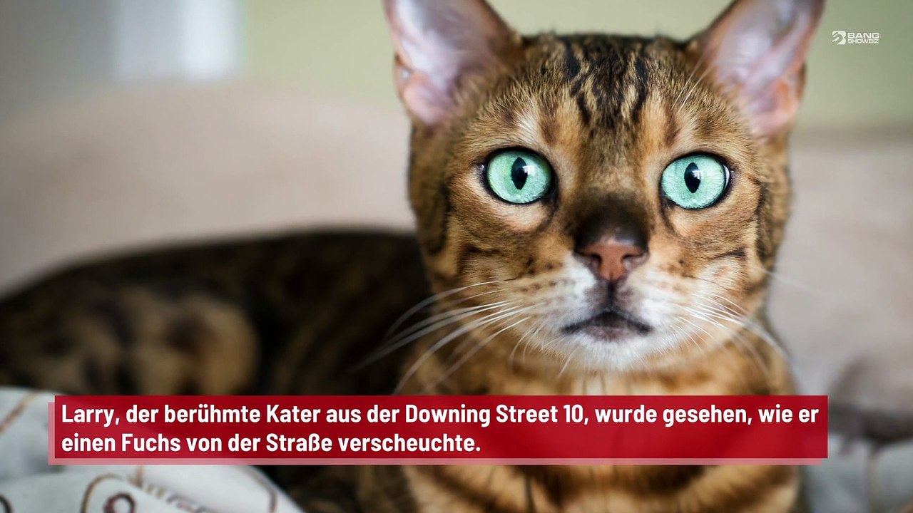 Larry, die Katze aus der Downing Street 10, verscheucht einen Fuchs
