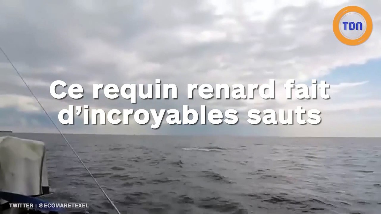 Un biologiste a réussi à filmer les incroyables sauts d'un requin renard !