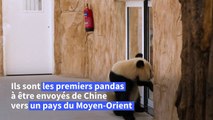 Le Qatar accueille deux pandas, les premiers au Moyen-Orient, à quelques semaines du Mondial