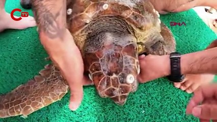 Şamandıra halatına takılan caretta caretta dalgıçlar tarafından kurtarıldı