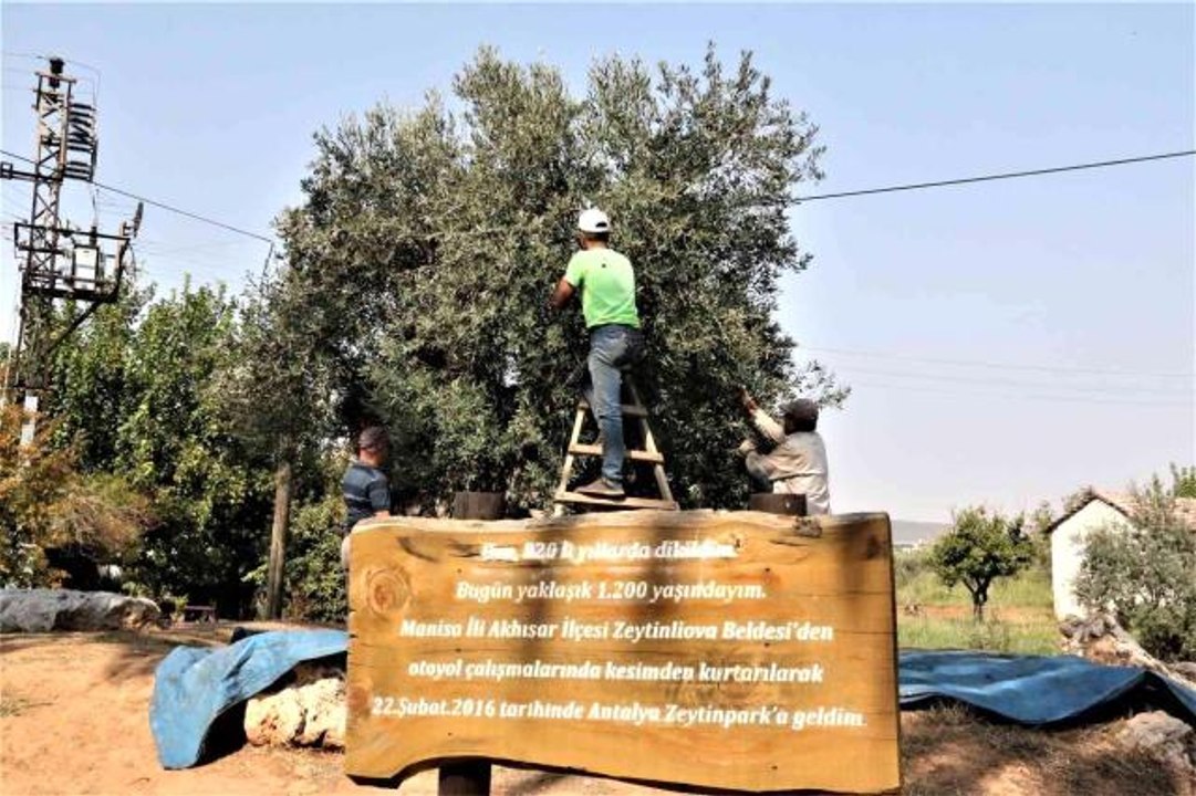 Özenle korunan bin 200 yıllık zeytin ağacında hasat bereketi