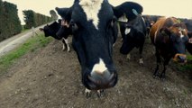 Nouvelle-Zélande : des fermiers manifestent contre un projet de taxation des pets de vache