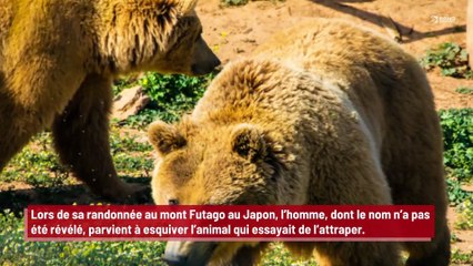 Un randonneur maîtrise un ours car il fait du karaté !