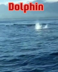 Pantai Lovina Dolphin