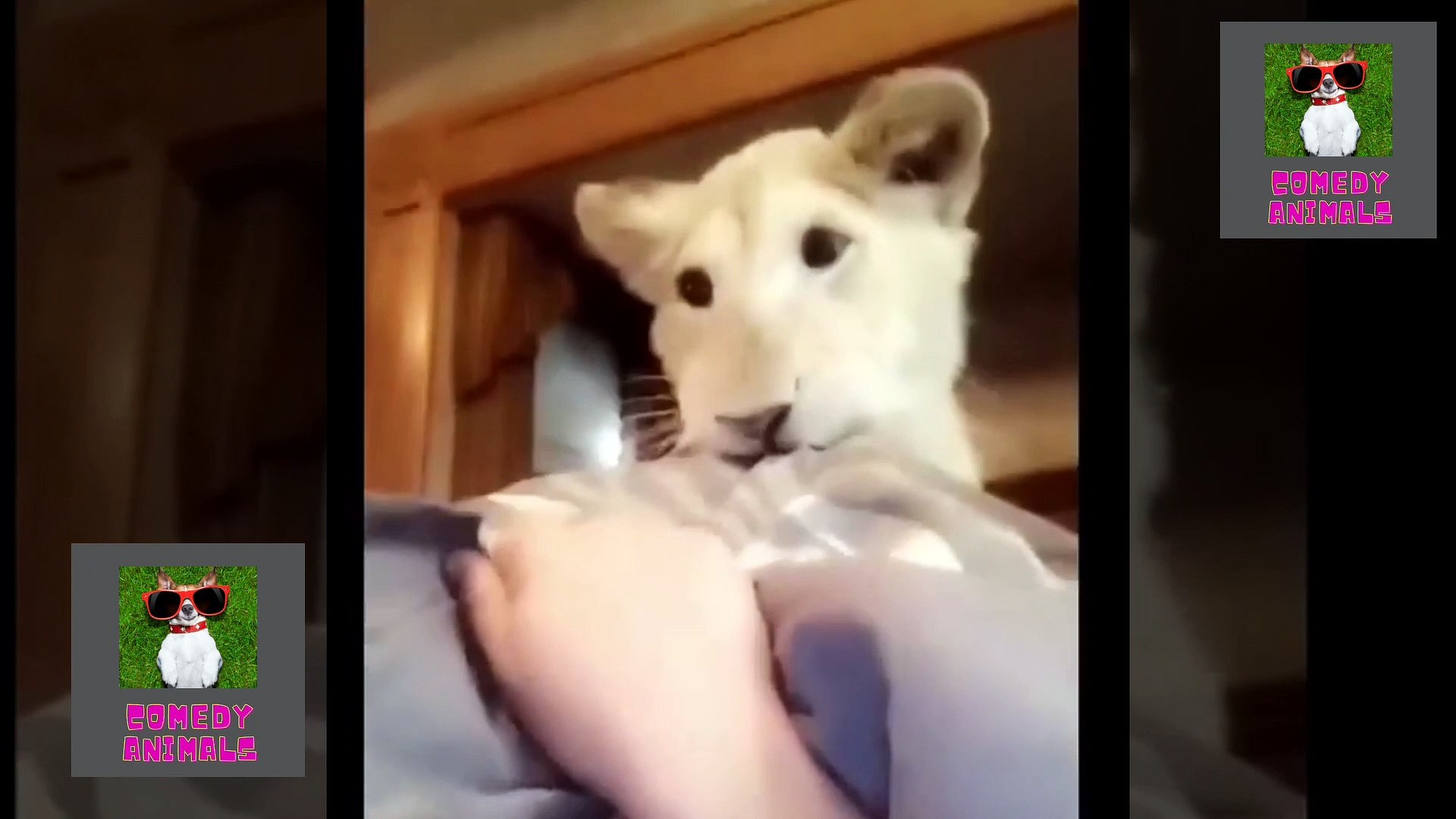 ⁣Cute Pets And Funny Animals 2022