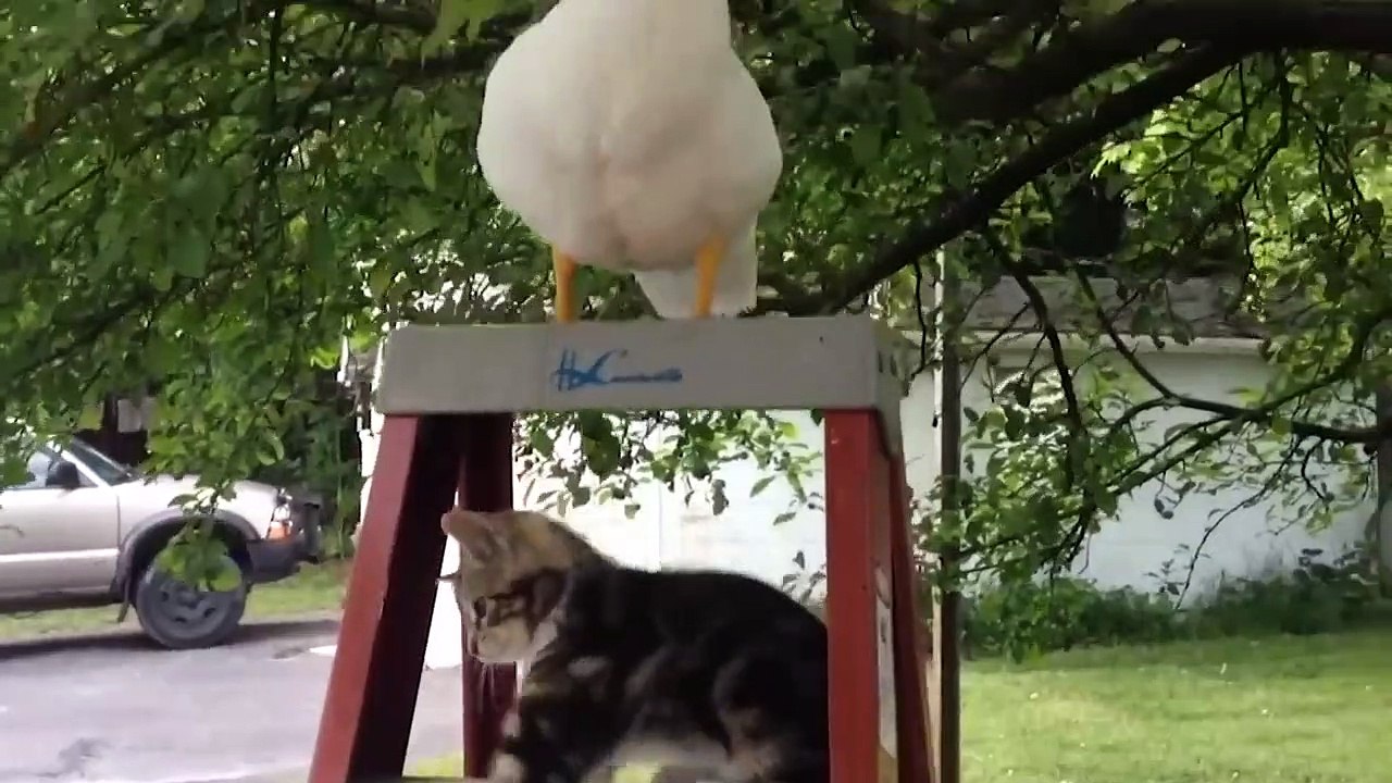 Tente Não Rir _ Vídeos Engraçados De Gatos  _ Vídeos De Animais Engraçados