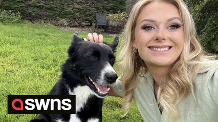 Missing sheepdog who had to have its leg amputated after he was found injured is back to work on the farm