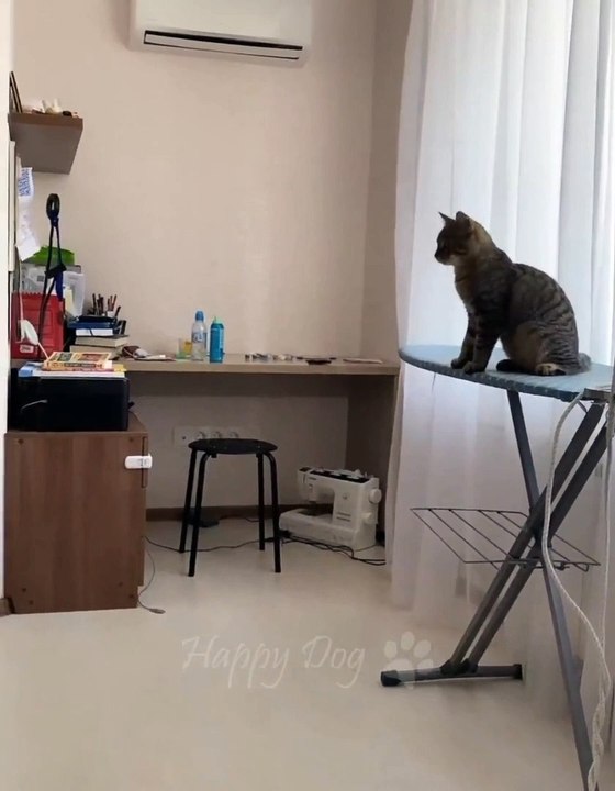 Cute and funny cats video