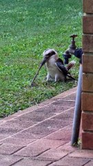 kokoburas eating earth worm