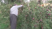 Hakkari haber | Yüksekova'da elma hasadı başladı