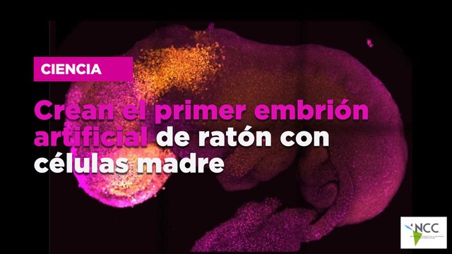 Crean el primer embrión artificial de ratón con células madre