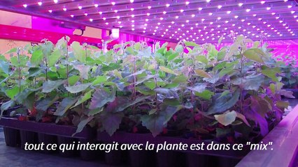 Écosse: une "ferme verticale" permet aux arbres de pousser plus vite