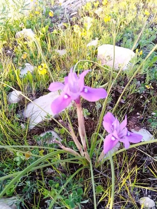 Ait bou Ali tidili massfioua Marrakech morocco1