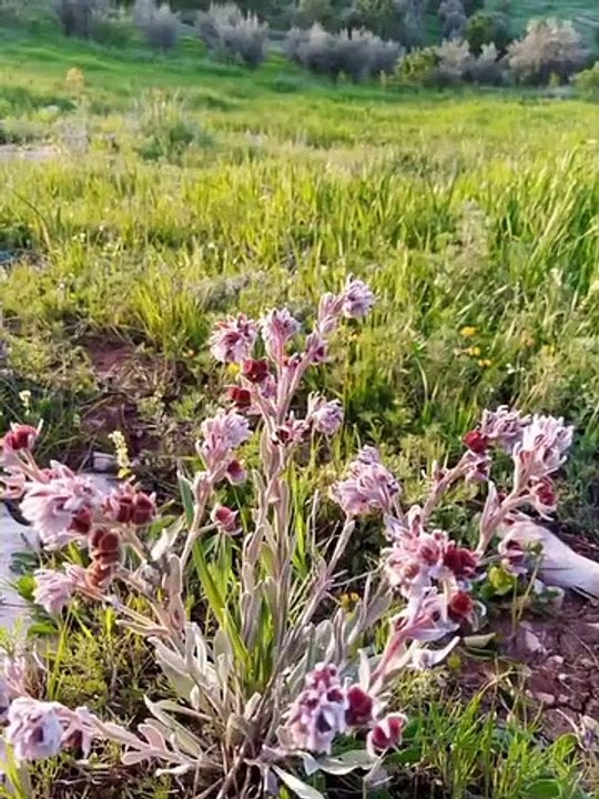 Ait bou Ali tidili massfioua Marrakech morocco2