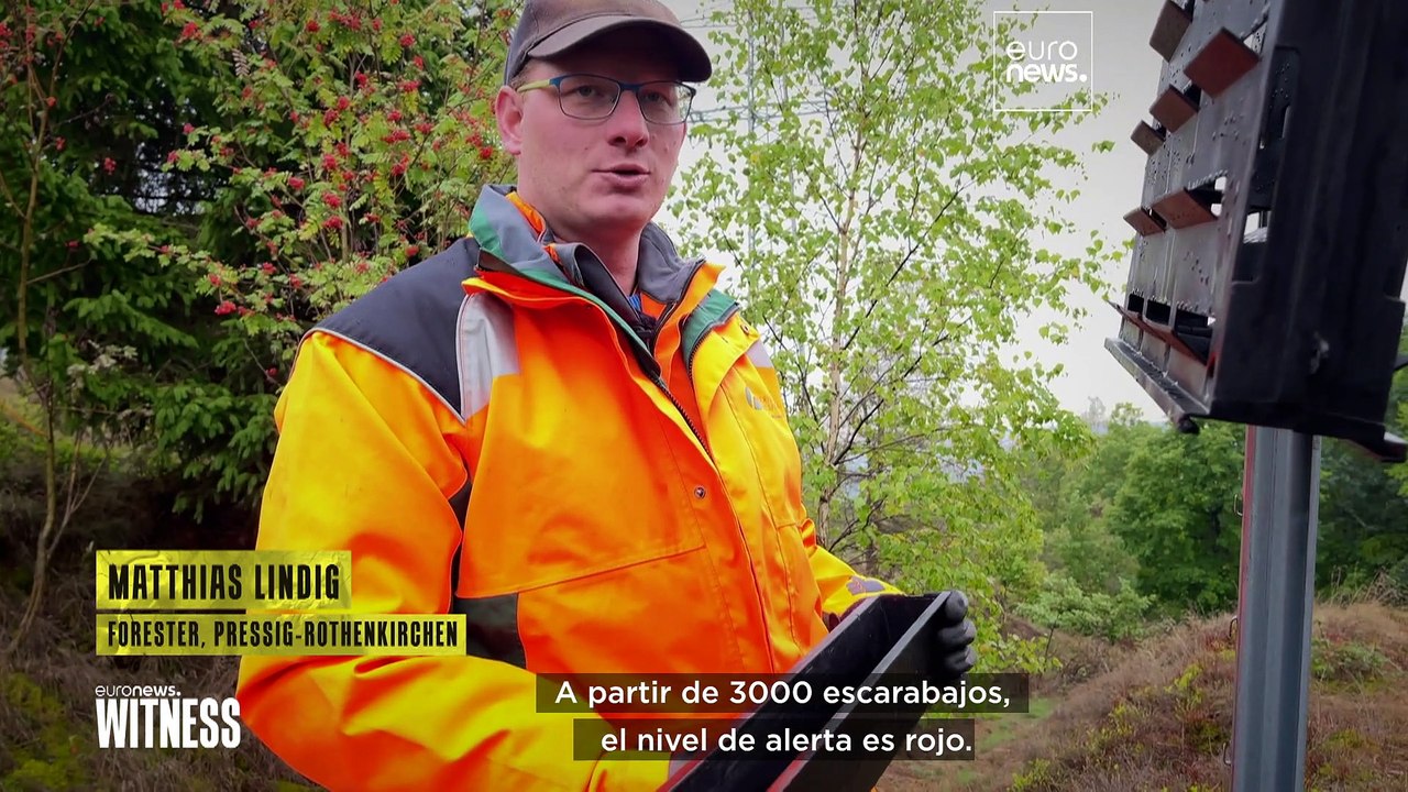 La sequía, los incendios y los insectos destruyen los bosques de Alemania y Francia