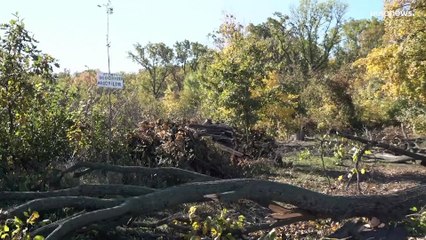 Feuerholz-Preise in Moldawien steigen rasant